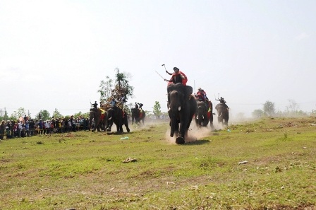 Nô nức đi xem voi... đá bóng