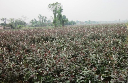 Phù Vân: Ngàn hoa khoe sắc - 15