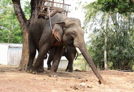 Độc đáo ngày hội Voi Buôn Đôn   