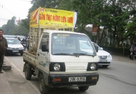 Ô tô chạy khắp phố rao bán... thịt lợn rừng - 2 Ô tô chạy khắp phố rao bán... thịt lợn rừng - 2