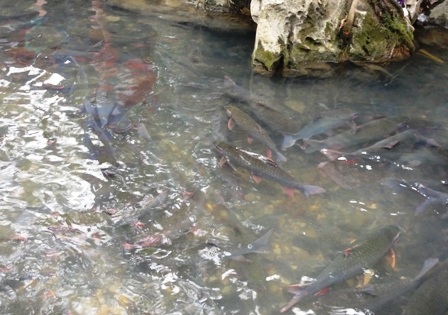 Ngắm “suối cá thần” đầu Xuân   - 7