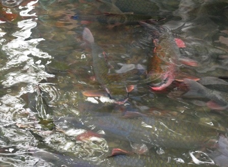 Ngắm “suối cá thần” đầu Xuân   - 6