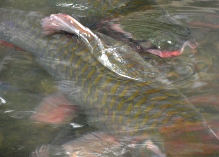 Ngắm “suối cá thần” đầu Xuân   - 5