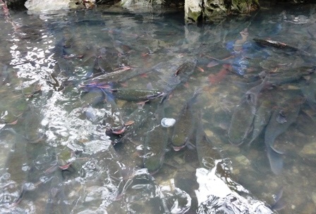 Ngắm “suối cá thần” đầu Xuân   - 3