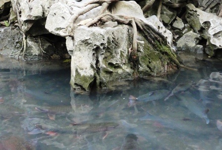 Ngắm “suối cá thần” đầu Xuân   - 2