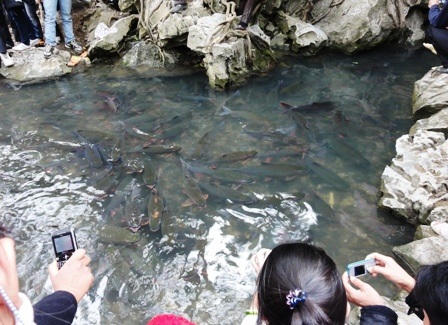 Ngắm “suối cá thần” đầu Xuân   - 12