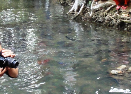 Ngắm “suối cá thần” đầu Xuân   - 11