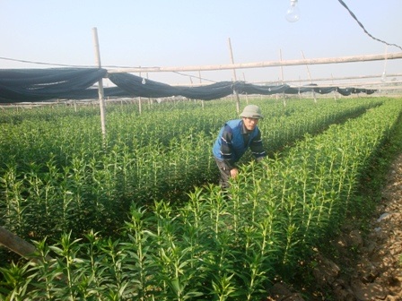 Thời tiết khắc nghiệt, hoa Tết vẫn “cười” đúng vụ    - 5