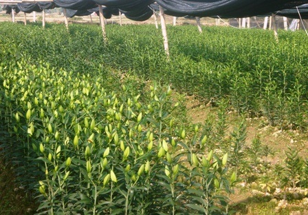 Thời tiết khắc nghiệt, hoa Tết vẫn “cười” đúng vụ    - 4