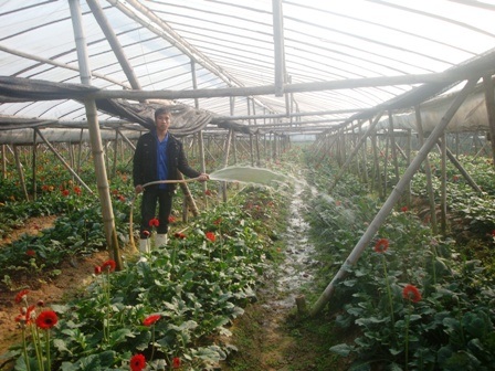 Thời tiết khắc nghiệt, hoa Tết vẫn “cười” đúng vụ    - 3