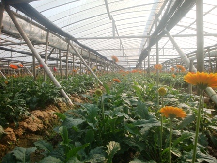 Thời tiết khắc nghiệt, hoa Tết vẫn “cười” đúng vụ    - 2