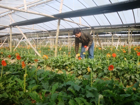 Thời tiết khắc nghiệt, hoa Tết vẫn “cười” đúng vụ    - 1