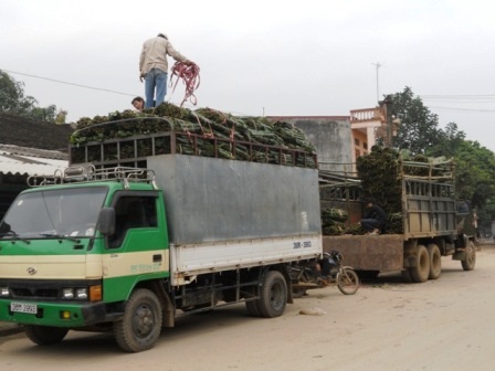 Lá dong rừng tấp nập đổ về xuôi    - 3