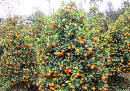 Phù Vân: Ngàn hoa khoe sắc - 11