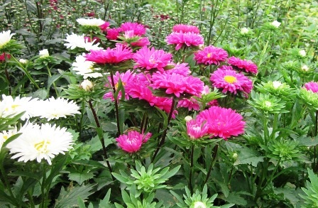 Phù Vân: Ngàn hoa khoe sắc - 3