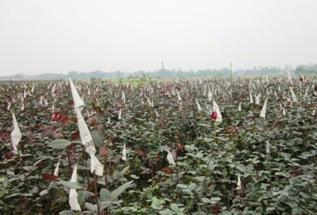 Phù Vân: Ngàn hoa khoe sắc - 14