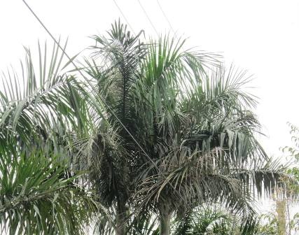 Tá hỏa phát hiện xác người trên ngọn cau   