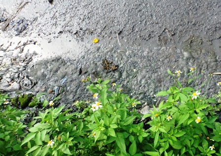 Ô nhiễm môi trường ở khu chợ lợn lớn nhất miền Bắc    - 5