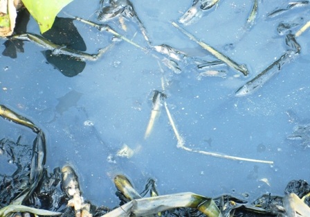 Ô nhiễm môi trường ở khu chợ lợn lớn nhất miền Bắc    - 3