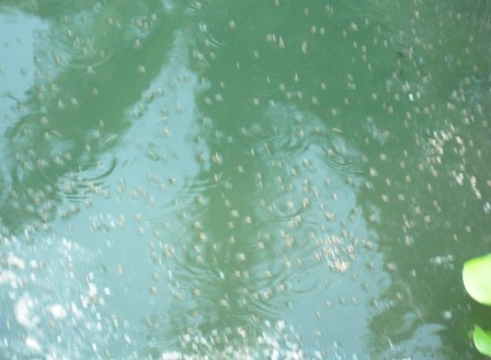 Ô nhiễm môi trường ở khu chợ lợn lớn nhất miền Bắc    - 4