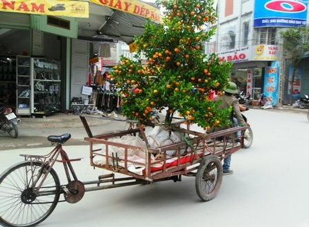 Dịch vụ vận chuyển cây cảnh “hốt bạc” - 6