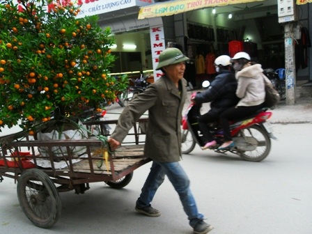 Dịch vụ vận chuyển cây cảnh “hốt bạc” - 5