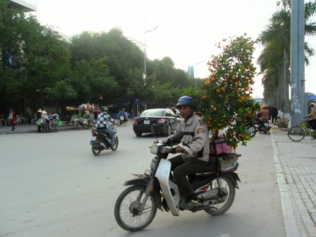 Dịch vụ vận chuyển cây cảnh “hốt bạc” - 4