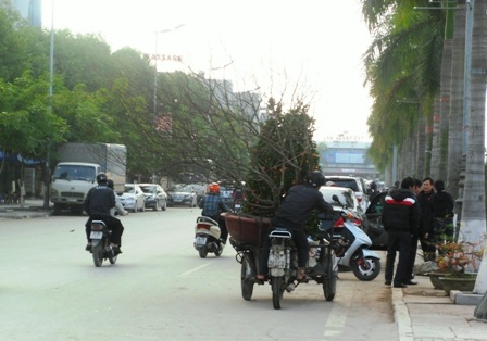 Dịch vụ vận chuyển cây cảnh “hốt bạc” - 3