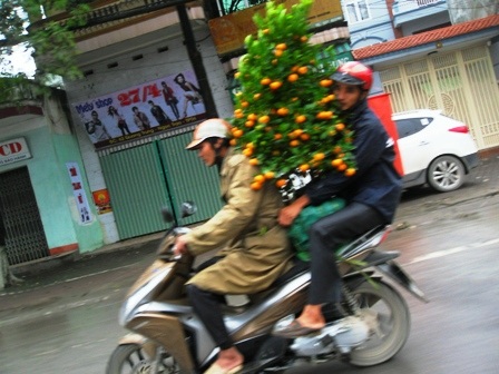 Quất, đào đại hạ giá vẫn ế chiều 29 Tết - 5