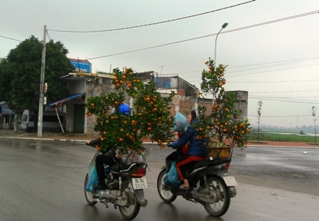 Quất, đào đại hạ giá vẫn ế chiều 29 Tết - 3