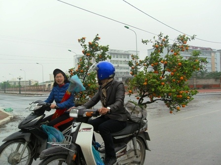 Quất, đào đại hạ giá vẫn ế chiều 29 Tết - 2