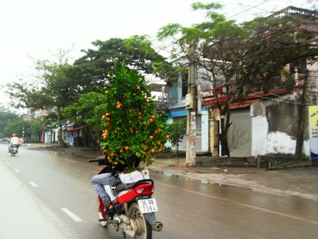 Quất, đào đại hạ giá vẫn ế chiều 29 Tết - 1