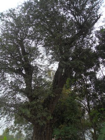 Kỳ bí 2 cây cổ thụ tương truyền gần 800 năm tuổi