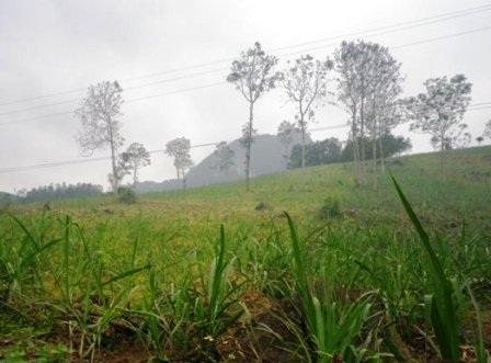 Sự sống nảy mầm từ mảnh đất cằn khô   