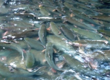 Ngắm “suối cá thần” đầu Xuân   - 10