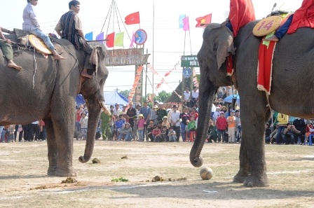 Nô nức đi xem voi... đá bóng