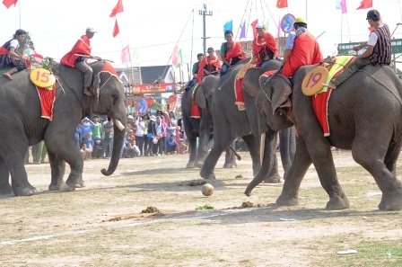 Nô nức đi xem voi... đá bóng