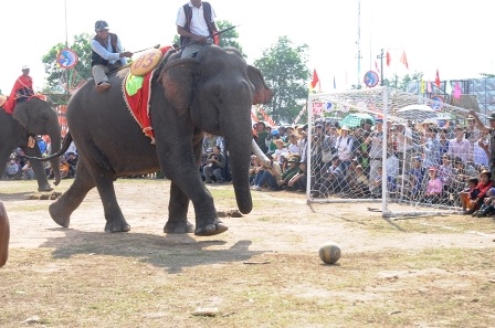 Nô nức đi xem voi... đá bóng