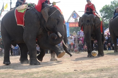 Nô nức đi xem voi... đá bóng