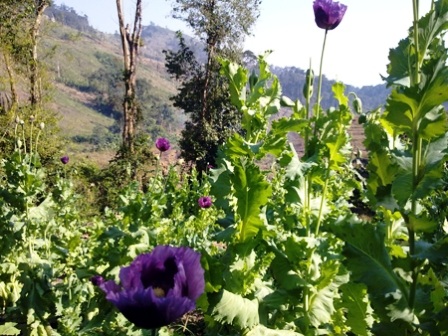 Trồng cây thuốc phiện trong vườn nhà   