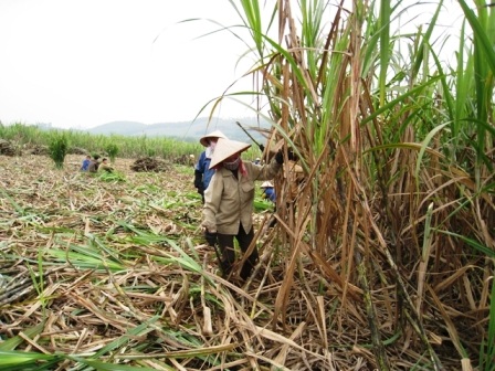 Sự sống nảy mầm từ mảnh đất cằn khô   