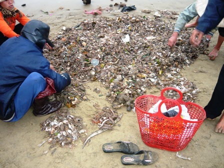 Đại lý ngừng thu mua, ngư dân mang hải sâm đổ xuống biển  