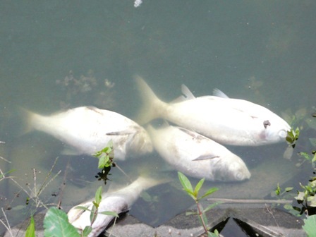 Hàng tấn cá nuôi chết trắng sau một đêm - 2