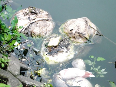 Hàng tấn cá nuôi chết trắng sau một đêm - 3