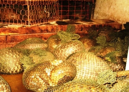 Bắt xe vận chuyển hơn 40kg tê tê   