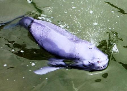 Bắt được cá heo đen, thả lại về biển khơi