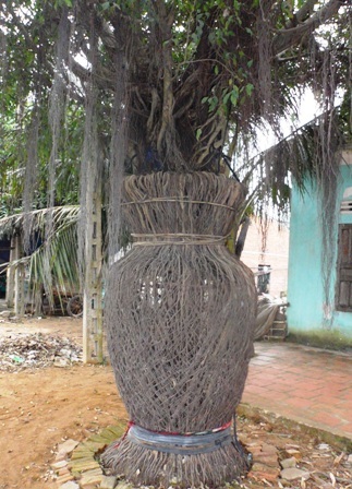 Kỳ công hơn 7.200 ngày chăm cây lục bình độc   