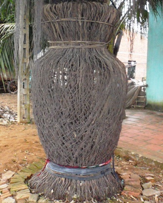 Kỳ công hơn 7.200 ngày chăm cây lục bình độc   