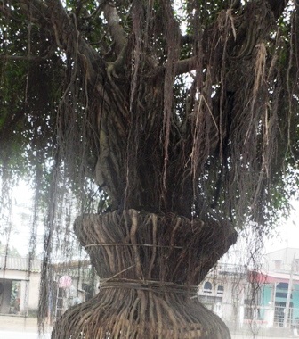 Kỳ công hơn 7.200 ngày chăm cây lục bình độc   