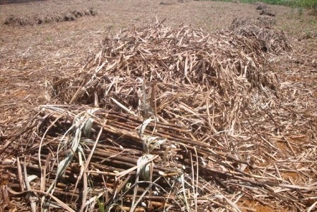 Ngành nông nghiệp oằn mình trong nắng hạn kéo dài